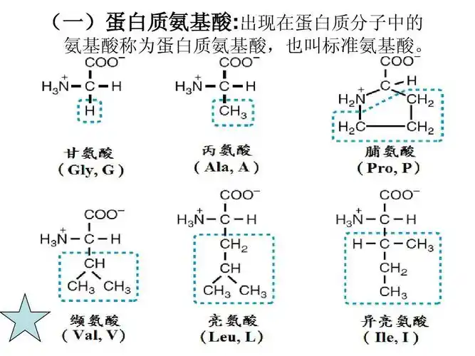 (一)蛋白质氨基酸:出现在蛋白质分子中的 氨基酸称为蛋白质氨基酸,也