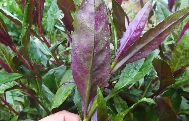 117原创血皮菜无农药无虫害食药两用菜常食凉血去虚火