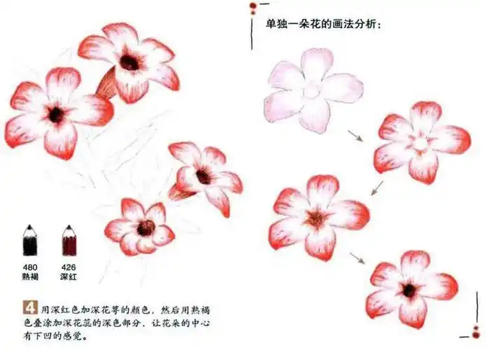 简单彩铅画教程沙漠玫瑰