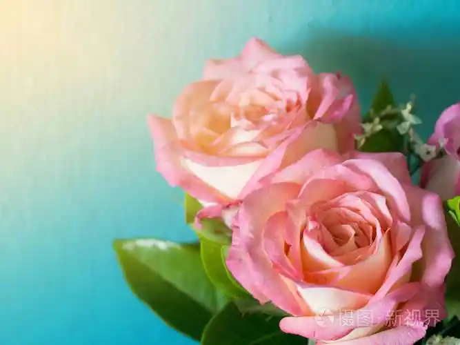 蓝色背景和朝阳上的粉色玫瑰