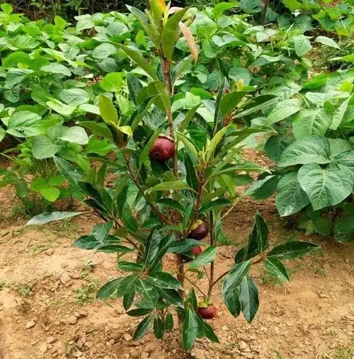 山竹树,也被称为山竹子或山竹,是一种生长在热带和亚热带地区的常绿小