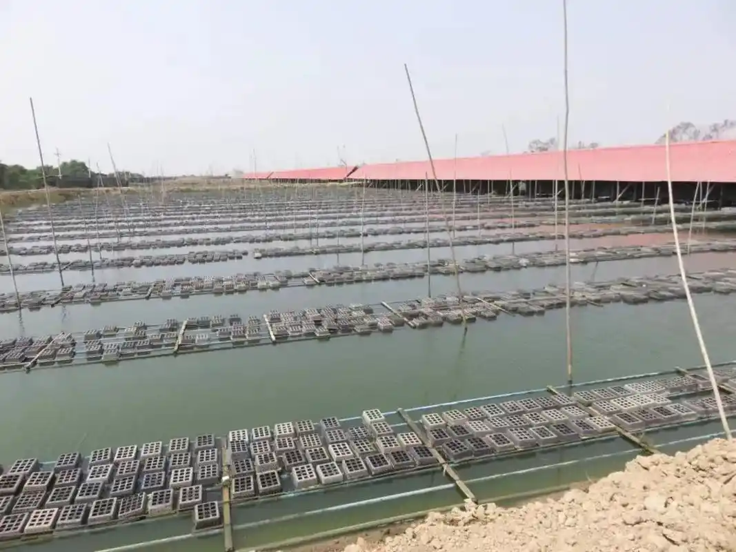 缅甸软壳蟹,源头直釆. 干水不加冰,到货78157815 - 抖音