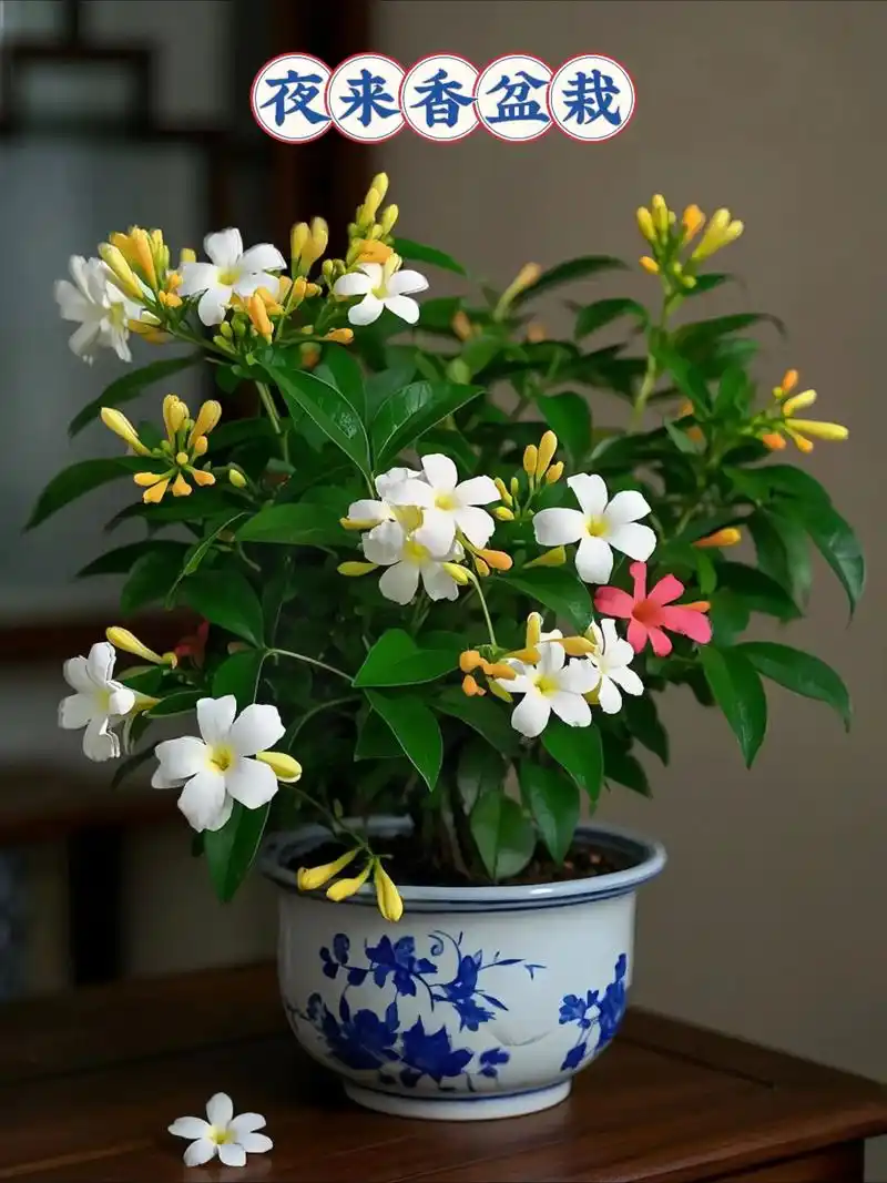 夜来香,又名夜香木,一种常绿灌木,神秘而迷人的花卉.每当夜幕