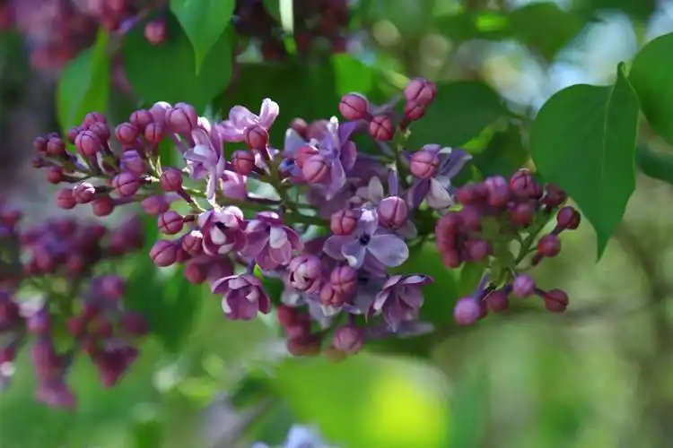 五月的丁香公园丁香花盛开!