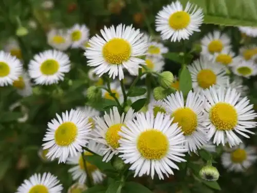 野菊花随处可见也娇美可人