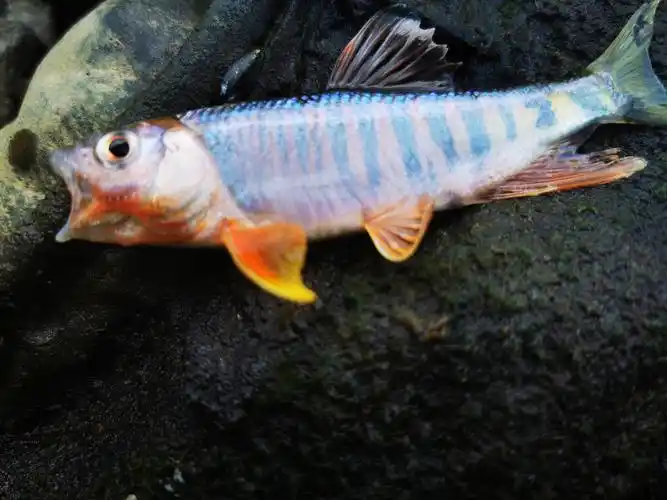 冷水原生稀有溪流鱼长鳍鱲小型观赏鱼发色不加鱼