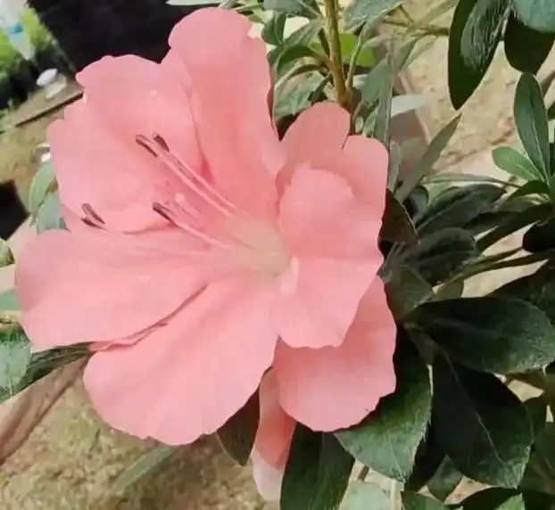 皋月杜鹃--若惠比须 - 抖音