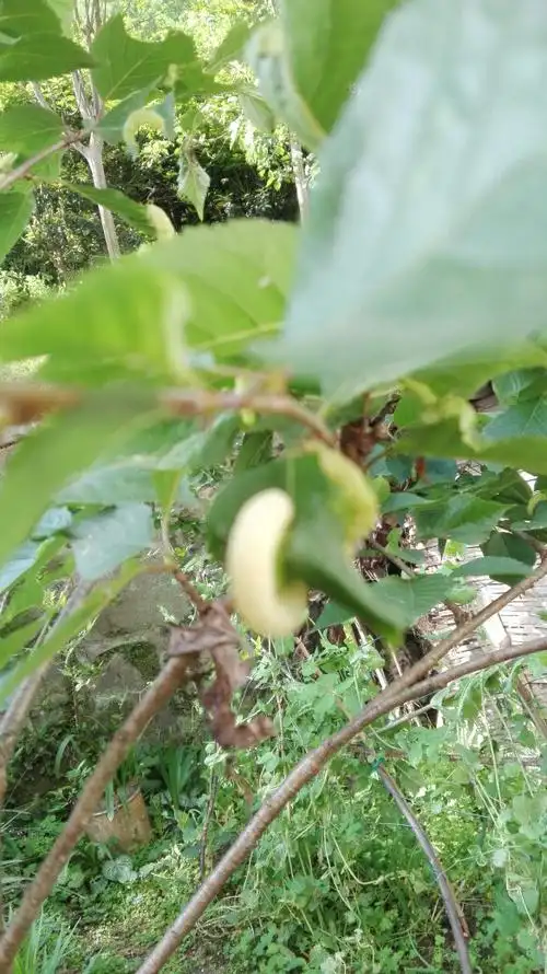 樱桃树叶子边缘卷起象虫子咋样治?里边好象有蚜