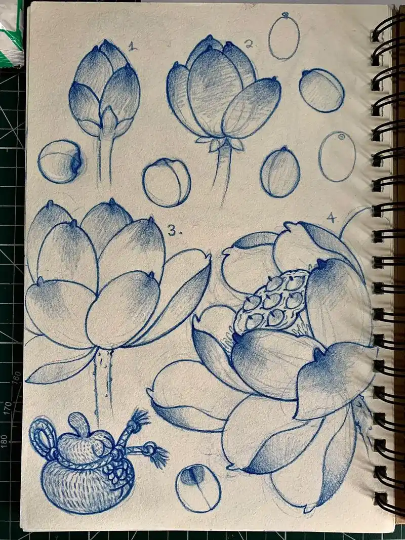 荷花的生长过程.和@雲鹤