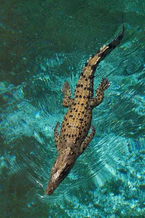 鳄目·鳄科:湾鳄