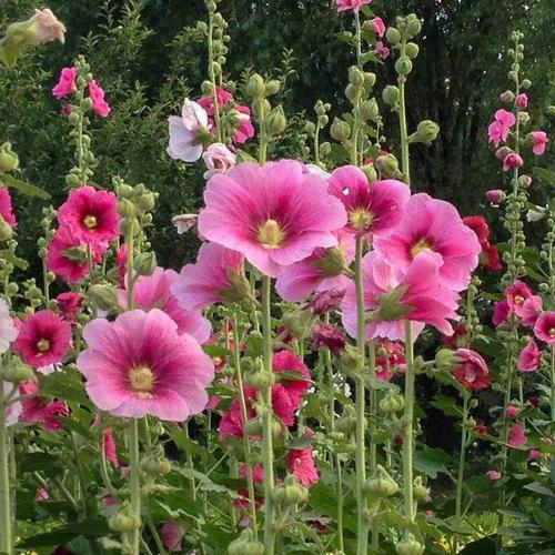 蜀葵花籽花苗蜀葵重瓣盆栽种子一丈红盆栽蜀葵种子阳台蜀葵花种