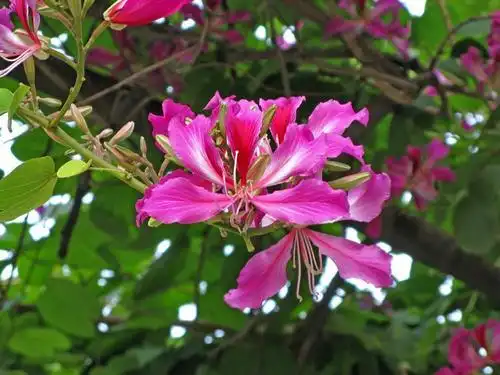 紫荆花 南阳市第六人民医院 中医科 仲景苑