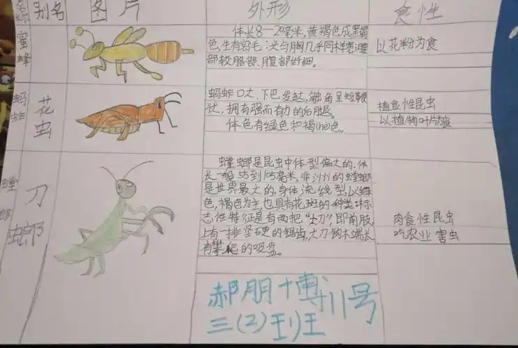 【电机子校】三年级学生学习昆虫备忘录一课作业展