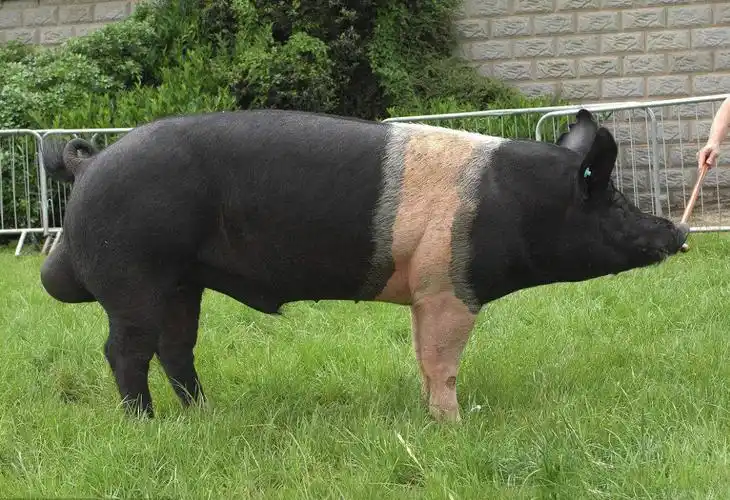 1桶井水让汉普夏猪在猪场没有了后代代价太大了