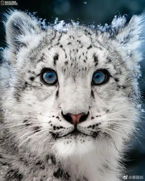 假如宝哥的眼睛是蓝色的更像雪豹精了
