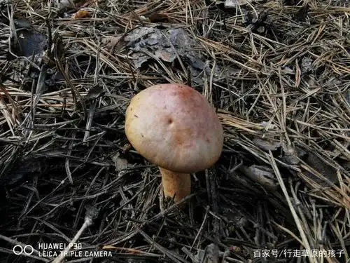 鸡血蘑,又叫松伞蘑,是小鸡炖蘑菇的最佳食材.