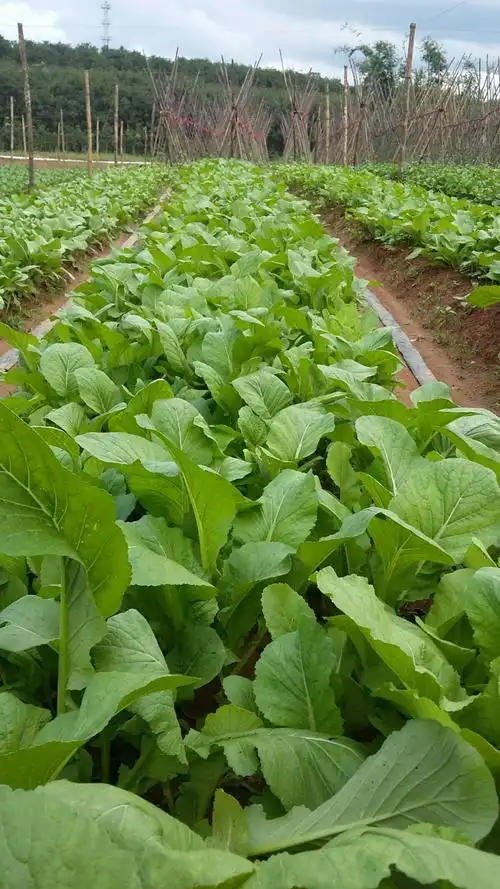 (白沙县七坊镇南洋村委会)南洪鑫家庭农场种植有机蔬菜