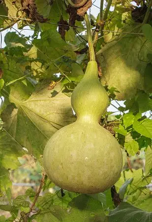 类葫芦果_全景网