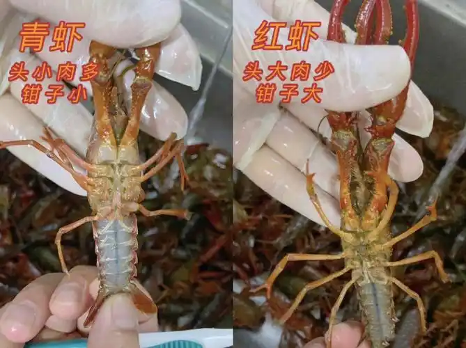 小龙虾02攻略!93