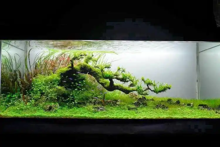 2013年世界水草造景大赛获奖作品高清图鉴[top100]