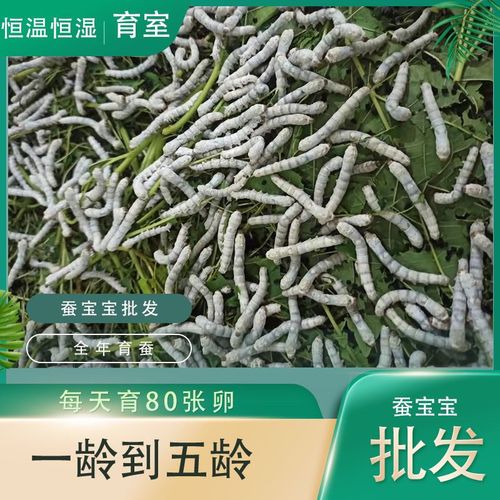 学生养蚕套餐推荐 一龄二龄三龄四龄蚕宝宝爱吃新鲜桑叶蚕卵