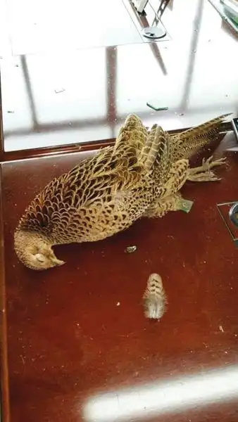 野鸡撞破玻璃窗落入室内死亡疑寻短见