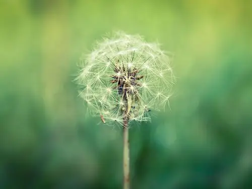蒲公英,唯美,文艺,安静,蒲公英壁纸图片