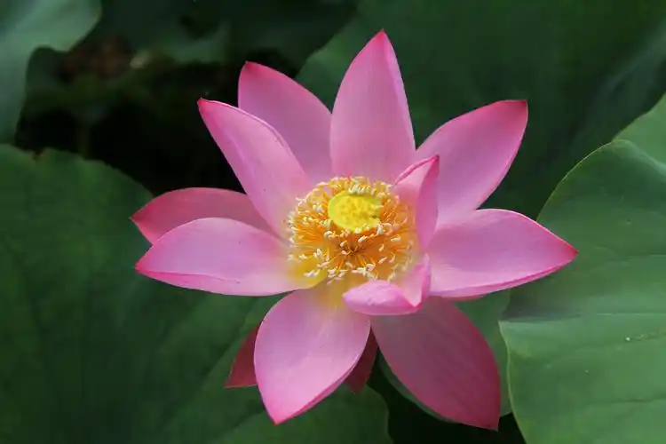 白洋淀——赏七月媚荷花