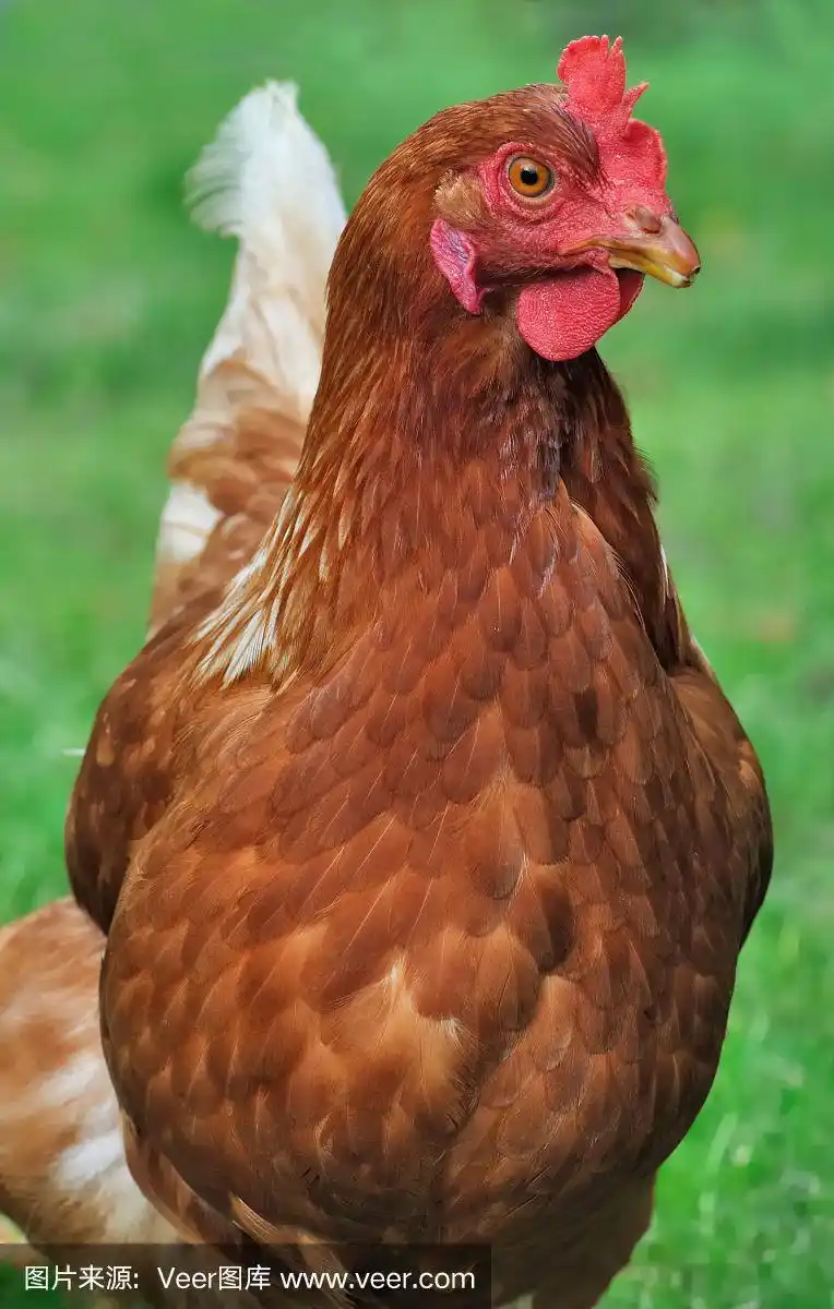 美丽的红母鸡