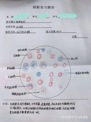 过去,皆为序章 1人 赞同了该文章 仅供参考,嘻嘻 单层立方上皮细胞 1