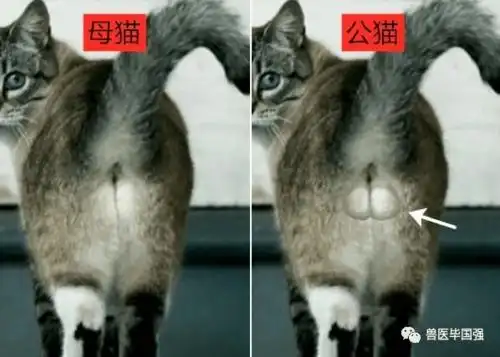 如何区分雄猫和雌猫
