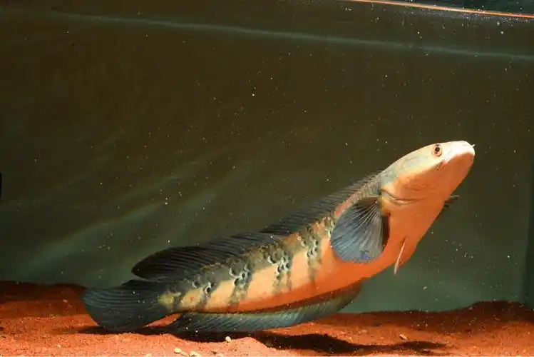 光头流氓之红帝王雷龙鱼