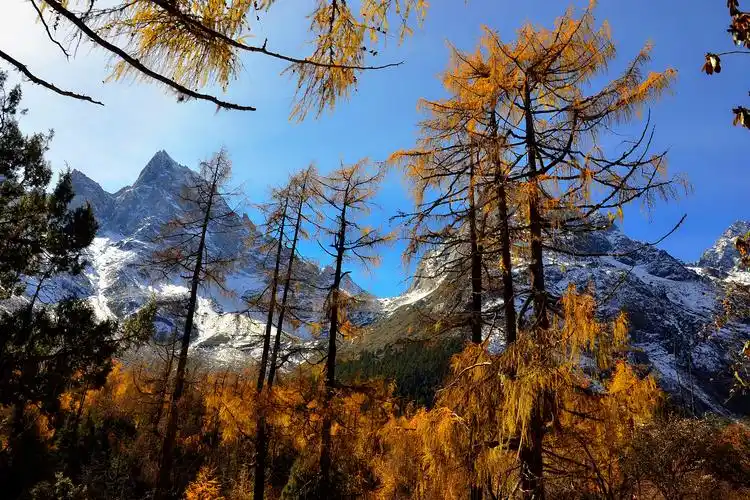 四川阿坝自治州理县米亚罗,毕棚沟红叶景区行摄