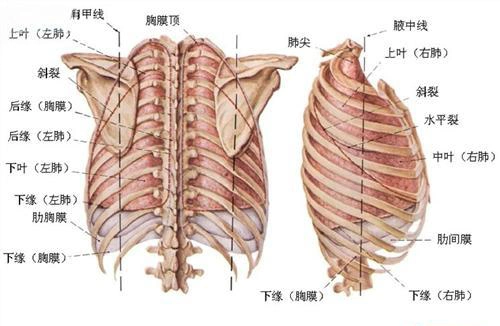 两块锁骨之间的位置叫什么名字?