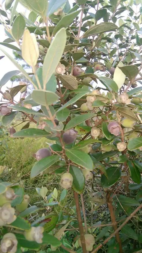 山稔子成熟啦!纯天然,杠杠的,等你来摘.