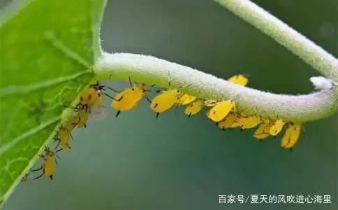 文雅而温良的"食客"——草蛉,一只成虫一生可食4000只蚜虫