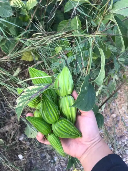 这玩意儿叫牛肚子果,没见过,据说可以用来清水或米汤腌渍,一二后捞出