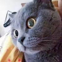 很火的英短蓝猫表情包_微信头像图片大全