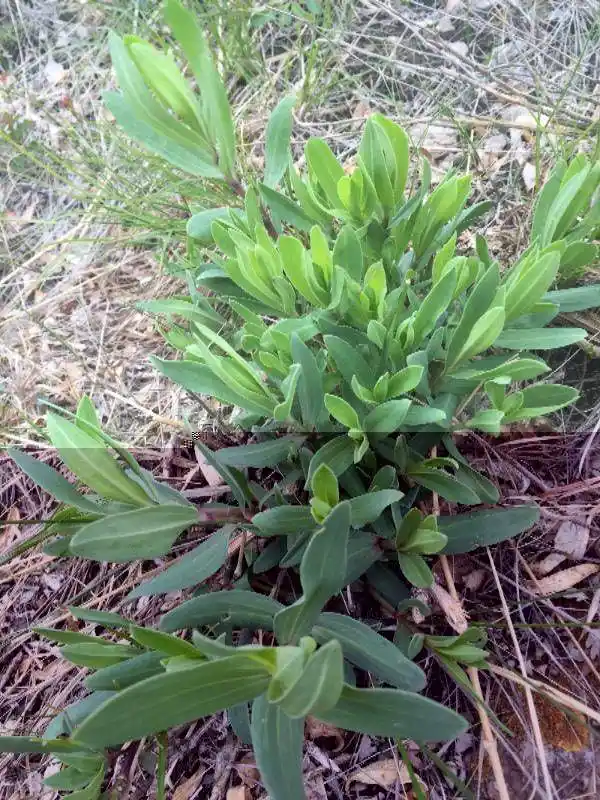 它叫"山蚂蚱菜",也叫山麦楂,主要长在农村地区的山上,但是很多人可能