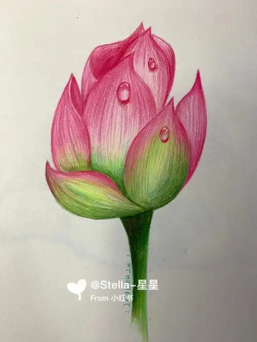 彩铅荷花77细节图
