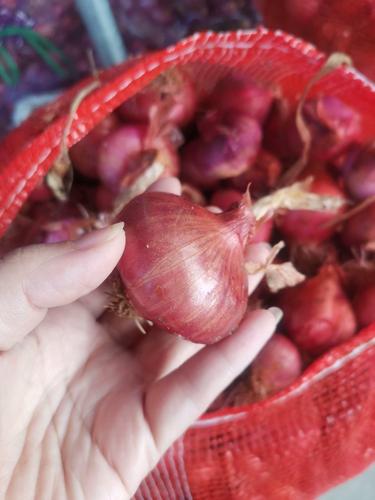 缅甸老品种小洋葱扁头毛葱沙拉蔬菜凉拌云南德宏瑞丽发货迷你西餐