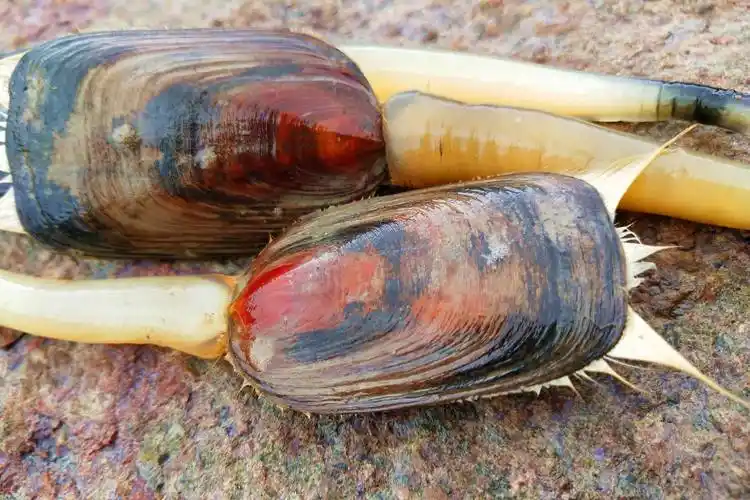 滩涂赶海拔海豆芽每一个比巴掌大12个蒸一盘原来可以这么吃