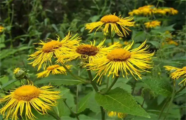 土木香的人工种植技术