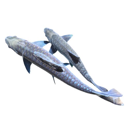 吉罗异口新光唇异口保山史氏原生大型冷水观赏鱼