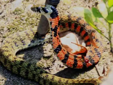 梦到彩蛇是什么意思