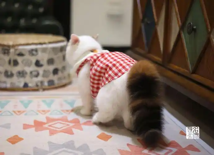 加菲猫的尾巴到底有多可爱