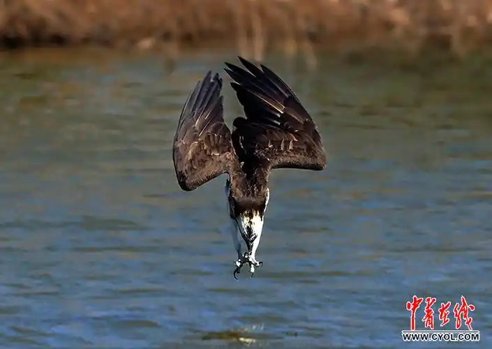 摄影师抓拍鱼鹰俯冲入水捕食瞬间(高清组图)