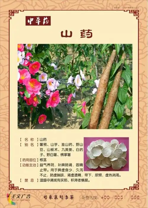 医院中药房健康教育知识_中药材(系列二)-百合_好帮手企业文化商城