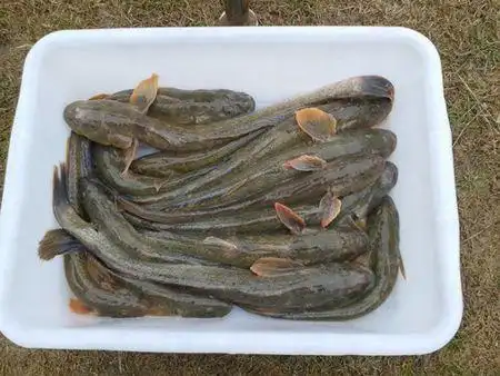 这是什么鱼?在线等.求大神支招!