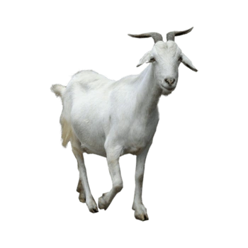 山羊其他图片-山羊其他设计素材-山羊其他素材免费下载-万素网